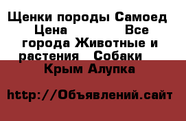 Щенки породы Самоед › Цена ­ 20 000 - Все города Животные и растения » Собаки   . Крым,Алупка